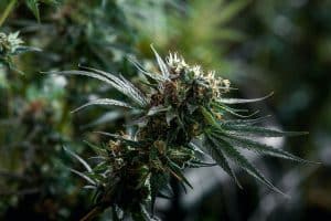 Blue Dream Strain Sweet Berry Flavour Meets Balanced Effects