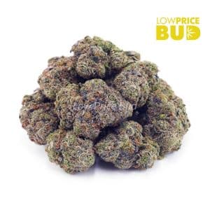 Blue Lobster (AAA) Buy Blue Lobster (AAA) online Canada