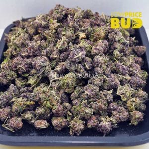 White Truffle (AAAA) – Popcorn Nugs Buy White Truffle (AAAA) – Popcorn Nugs online Canada