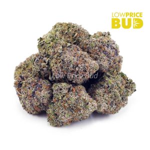 Buy Pink Gas Mask (Craft Cannabis) online Canada