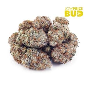 Buy Hawaiian Dream (AAA) online Canada