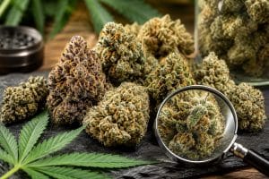 The Benefits of Choosing High Quality Cannabis Flower