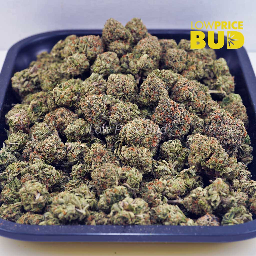 Island Kush (AA) Buy Island Kush (AA) online Canada