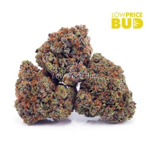 El Diablo (AA) Buy El Diablo (AA) online Canada