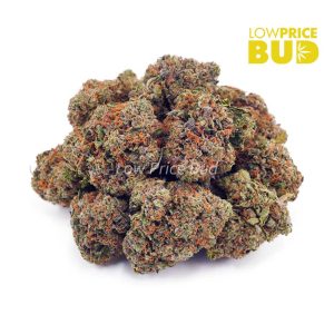 Buy El Diablo (AA) online Canada