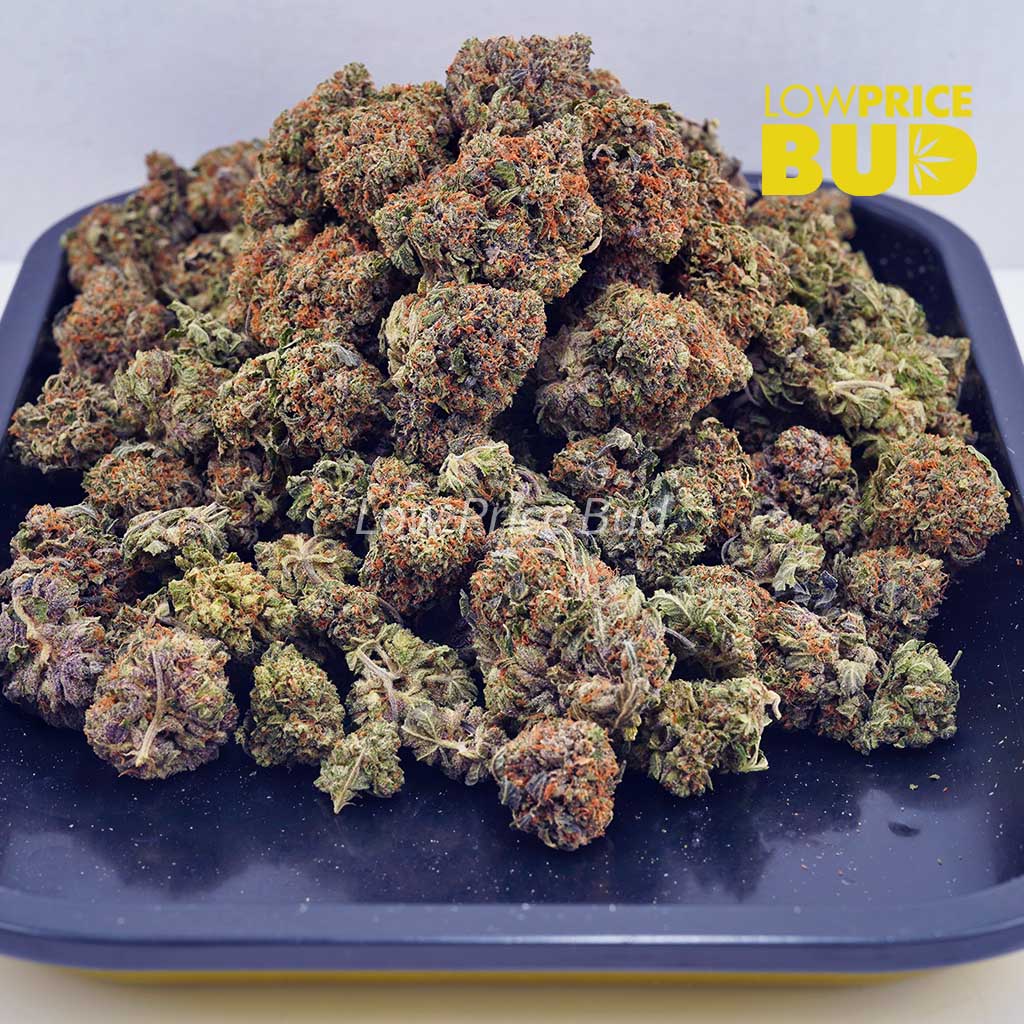 El Diablo (AA) Buy El Diablo (AA) online Canada