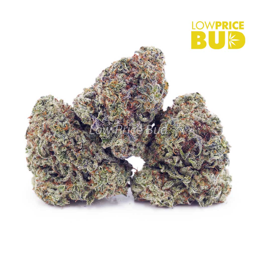 White Skunk (AA) Buy White Skunk (AA) online Canada