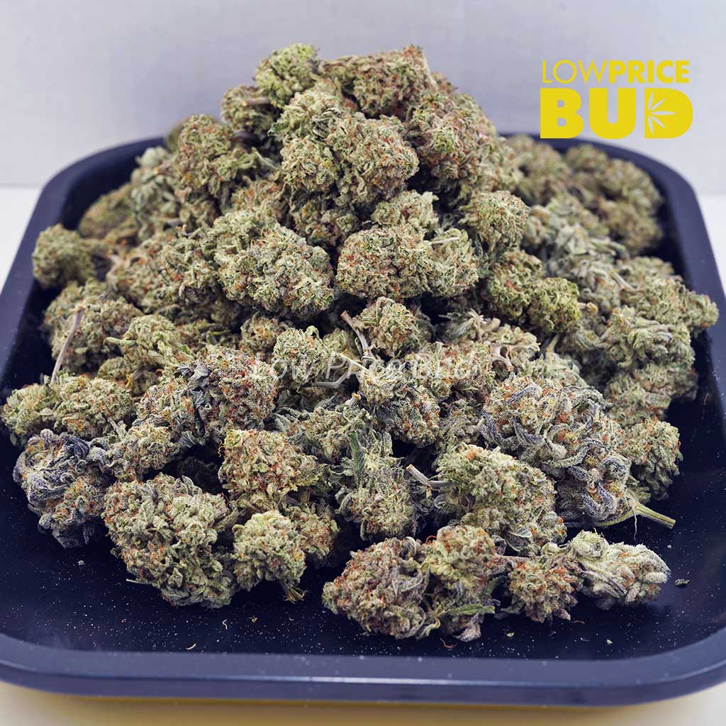White Skunk (AA) Buy White Skunk (AA) online Canada