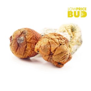 Buy Mushrooms – GC Thrasher online Canada