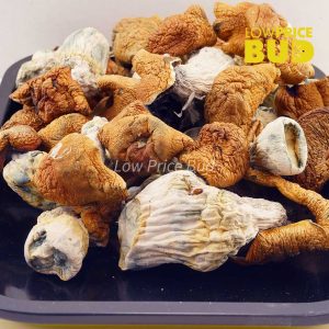 Buy Mushrooms – GC Thrasher online Canada