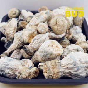Buy Mushrooms – SV-13 online Canada