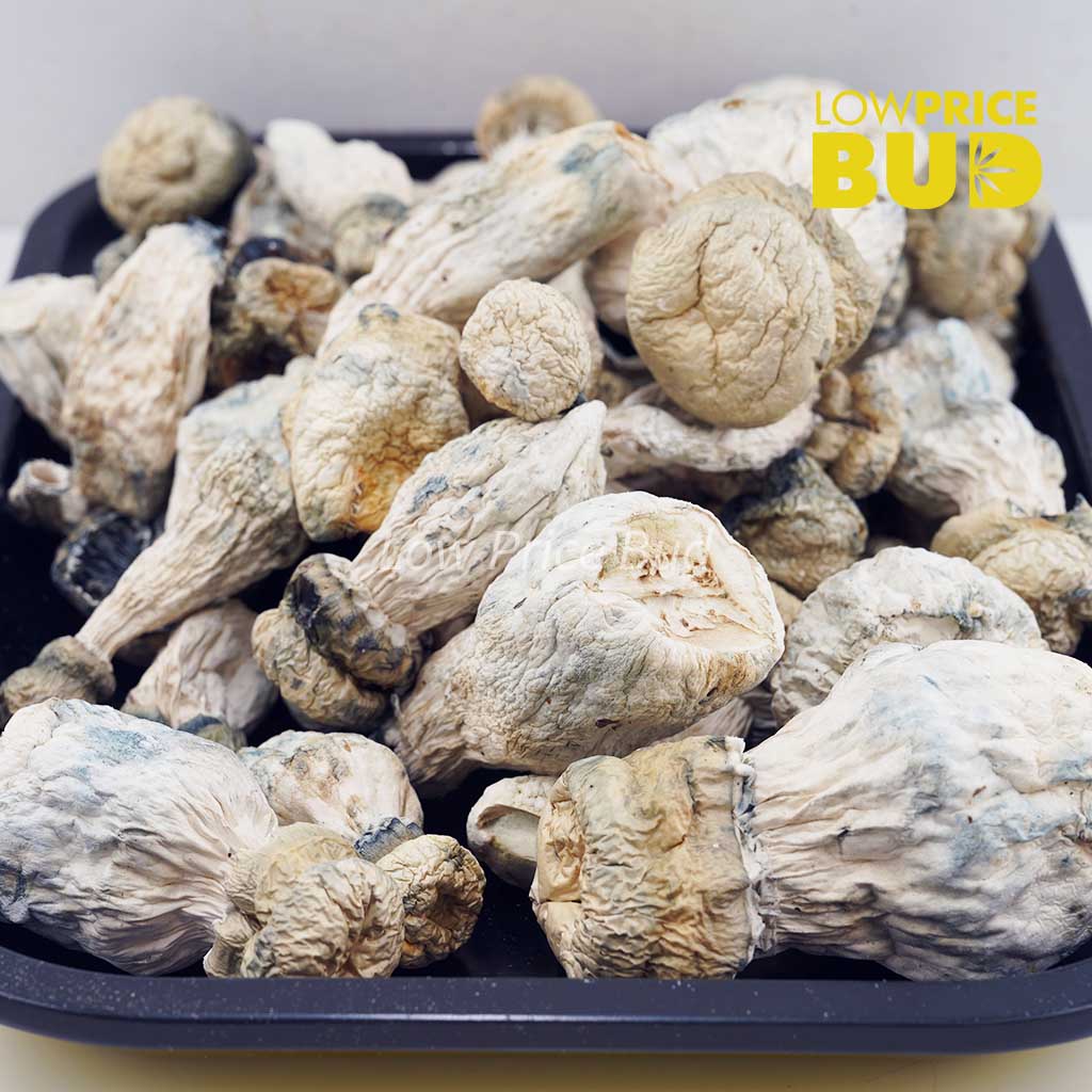 Mushrooms – SV-13 Buy Mushrooms – SV-13 online Canada