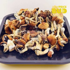 Buy Mushrooms – Treasure Coast online Canada