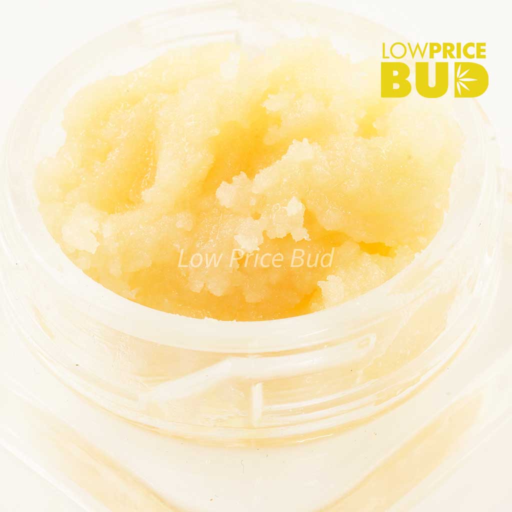 Caviar – Champagne Kush Buy Caviar – Champagne Kush online Canada