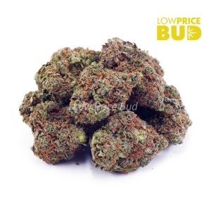 Buy Greasy Pink (AA) online Canada