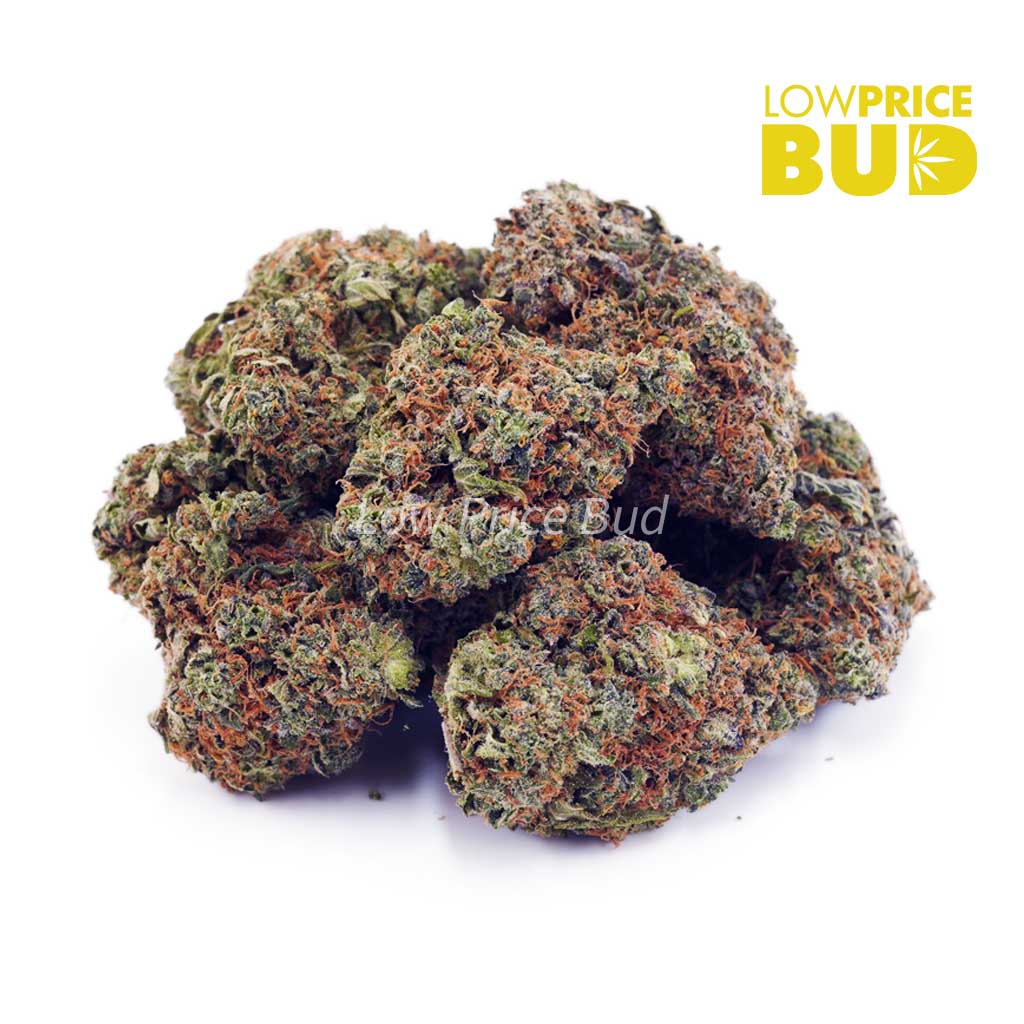 Greasy Pink (AA) Buy Greasy Pink (AA) online Canada