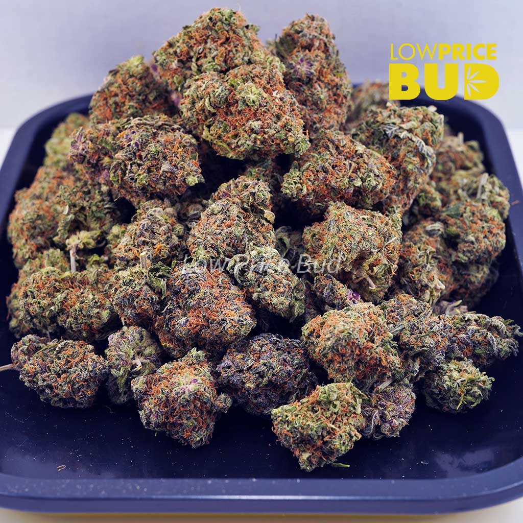 Greasy Pink (AA) Buy Greasy Pink (AA) online Canada