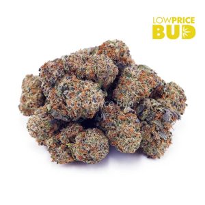 Buy Apple Jax (AA) online Canada