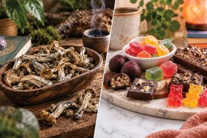Magic Mushroom Edibles Versus Dried Mushrooms