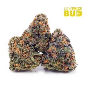 Buy Jolly Rancher (AAA) online Canada