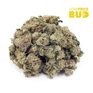 Buy Kings Candy (AAAA) – Popcorn Nugs online Canada