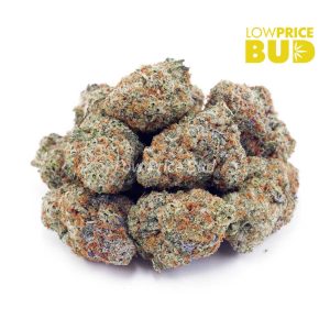 Grape Stomper (AAA) Buy Grape Stomper (AAA) online Canada