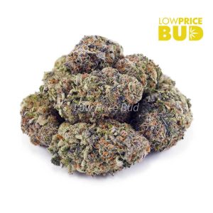 Buy Stargazer (AAA) online Canada